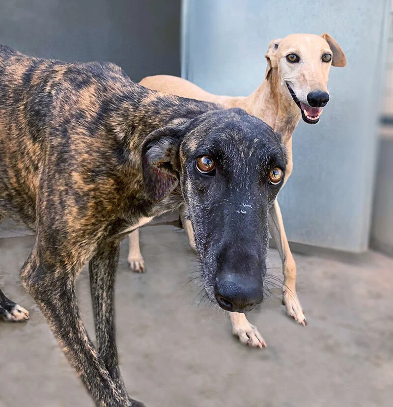 Canela with roommate Onion.