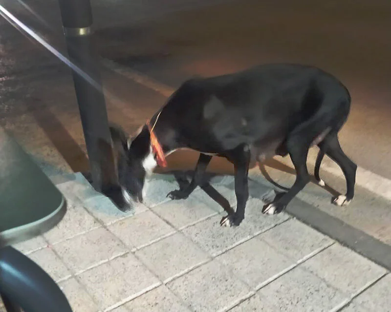 On the streets about five weeks after pups were born, note the size of her belly.