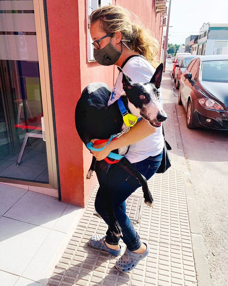 Nomi carrying Daisy to the vets for her surgery.