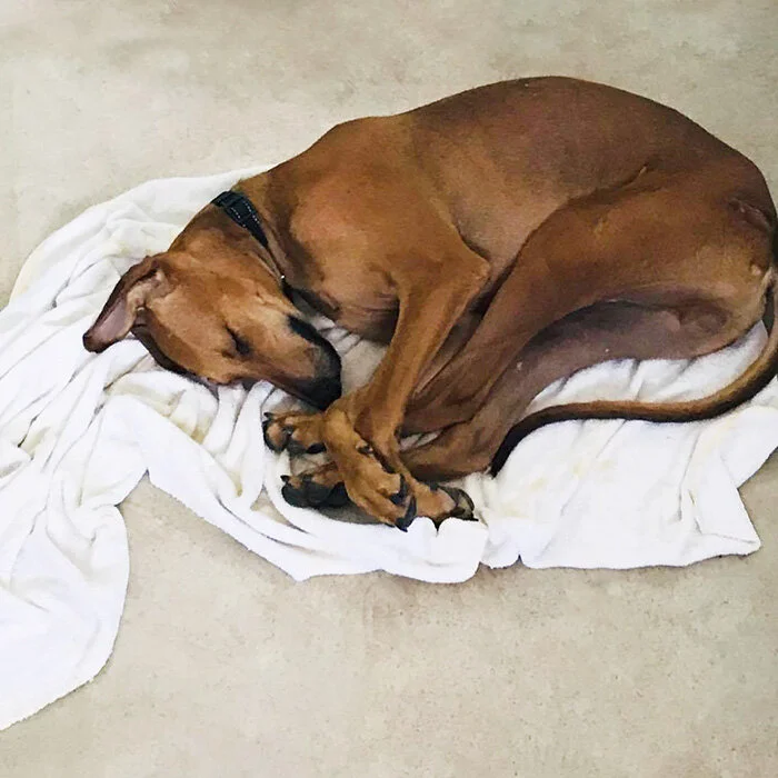 Samson and his blanket.