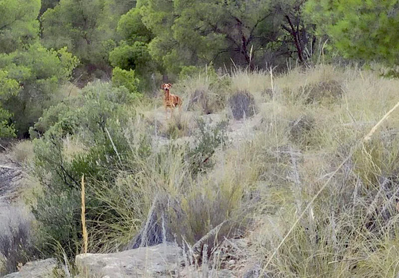 Samson hiding in the hills.