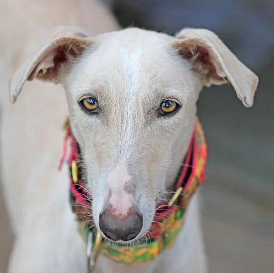 AVAILABLE GALGOS ~ T-Z