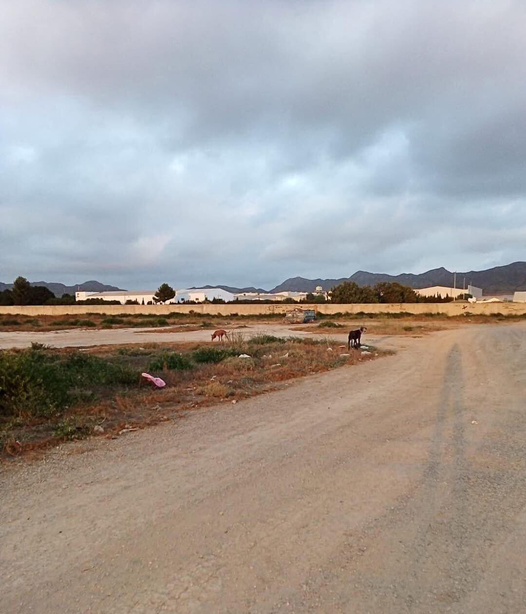 Sand and Storm living rough.