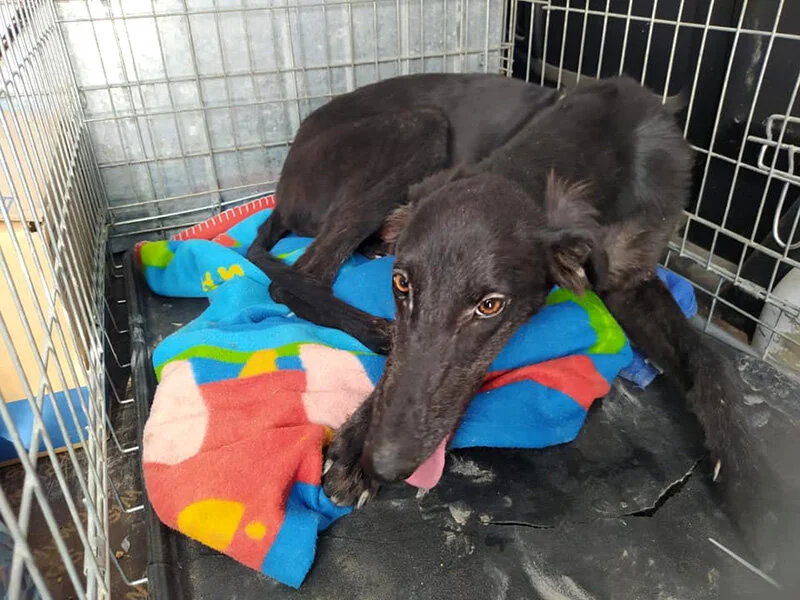 Caught and on his way to GDS.