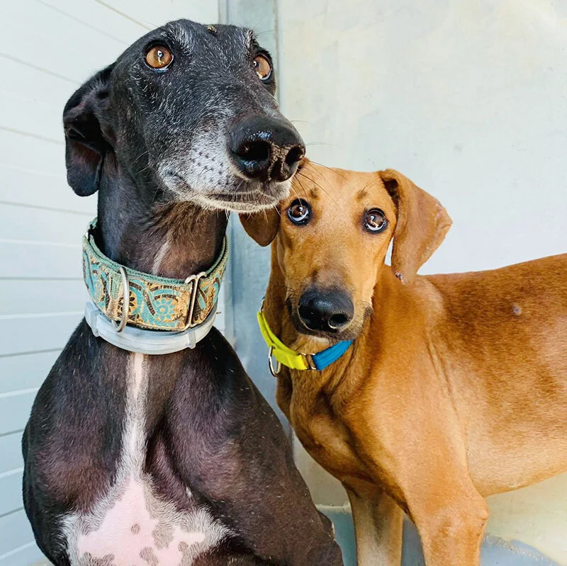 Samson always looks to roommate Rodrino to see if it’s safe. It’s amazing how dogs learn from one another, we can always rely on confident dogs to help the nervous ones.