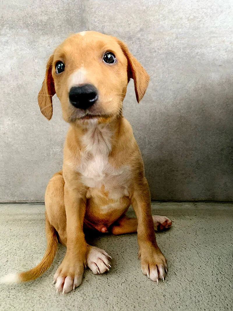 focus pup.jpg