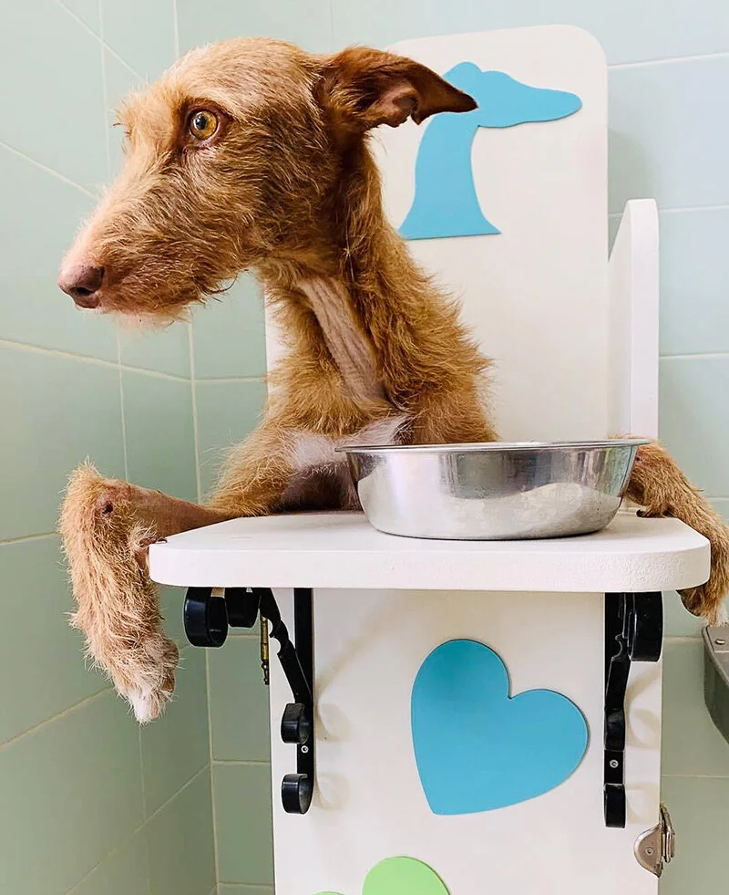 Avellanas must eat meals upright in a special chair.