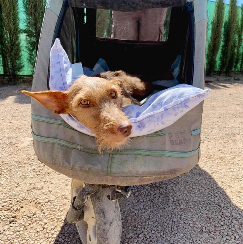 Out for a stroll!
