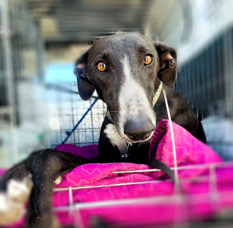 Caught and on her way to GDS.