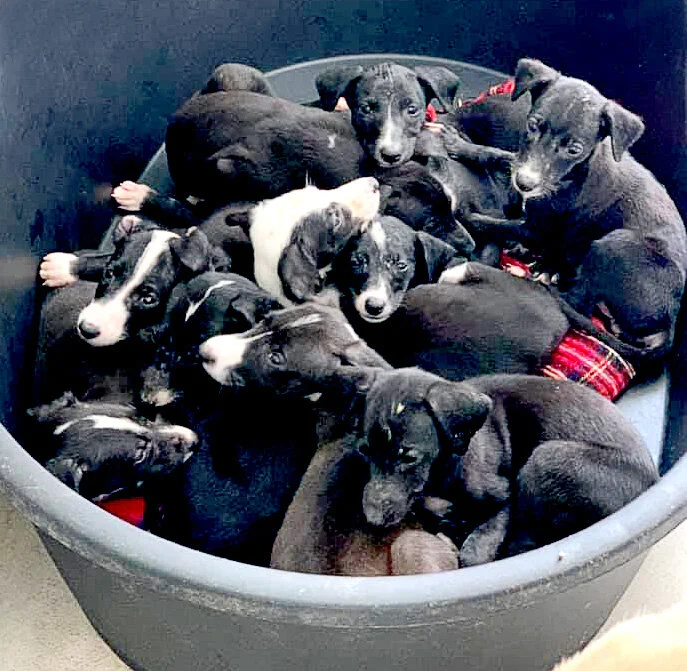 bucket of wonders.jpg