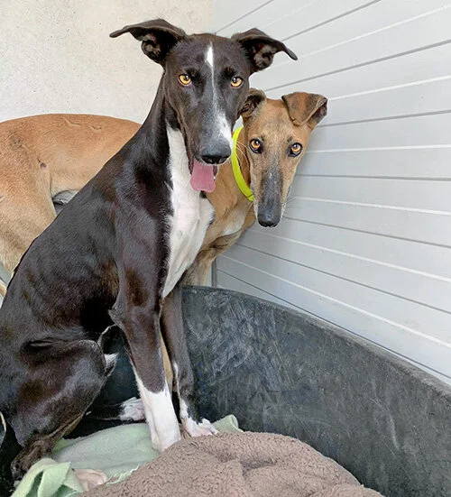 Danny and roommate Lavazza.