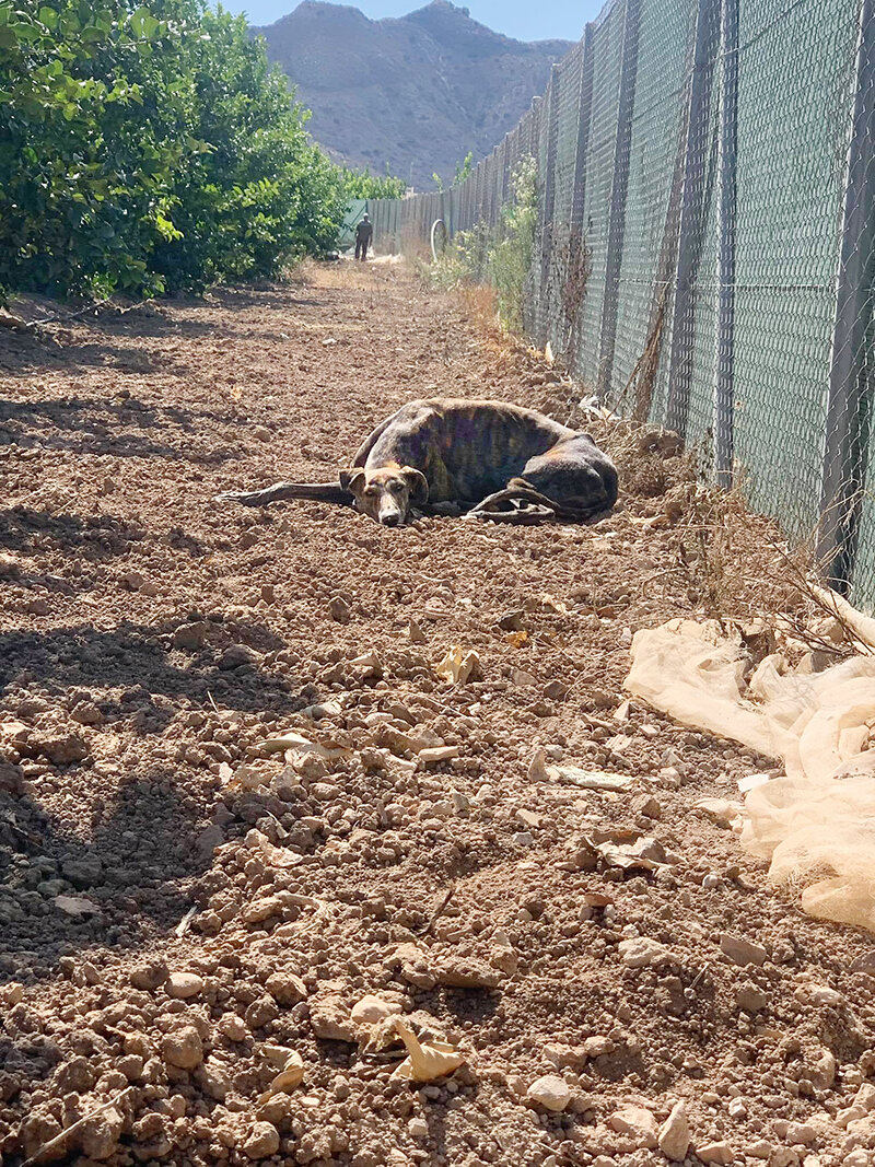 Abandoned and hiding in orange groves.