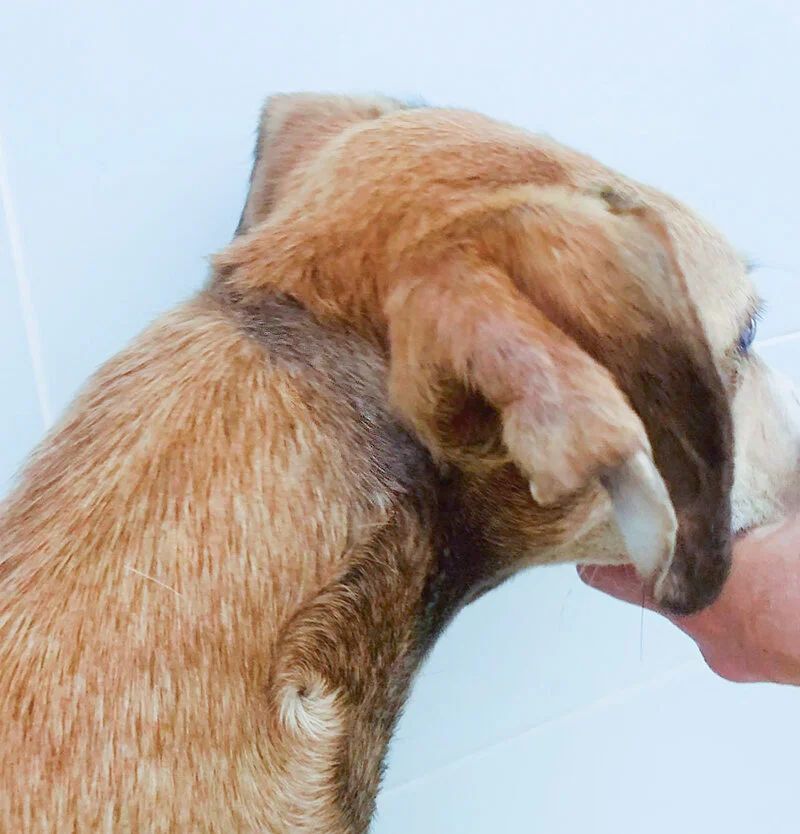 Disney’s neck where chain pulled was too tight.