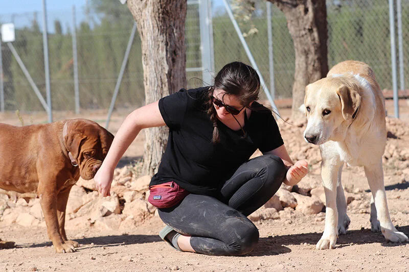 Ginger and her bestie mastin Bella.