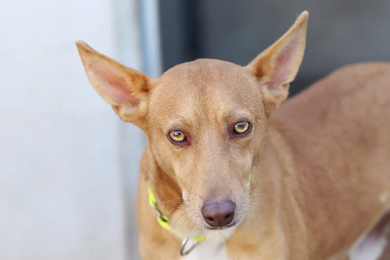 cayote_new1.jpg