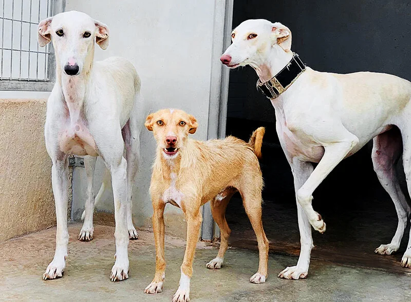 Whose the boss? Woody with Yedda and Playa.