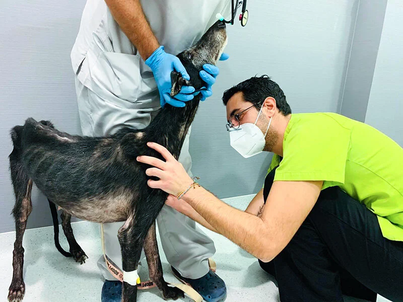 Examination at the vets.