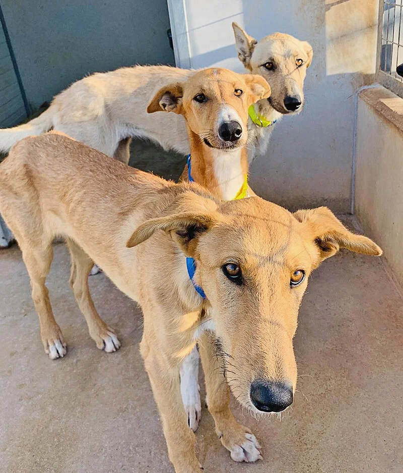 BP, Shelly and Roadie in the back at the GDS kennels.