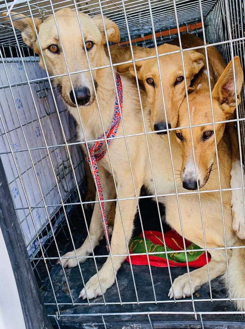 The three petrol pods caught and on their way to GDS.