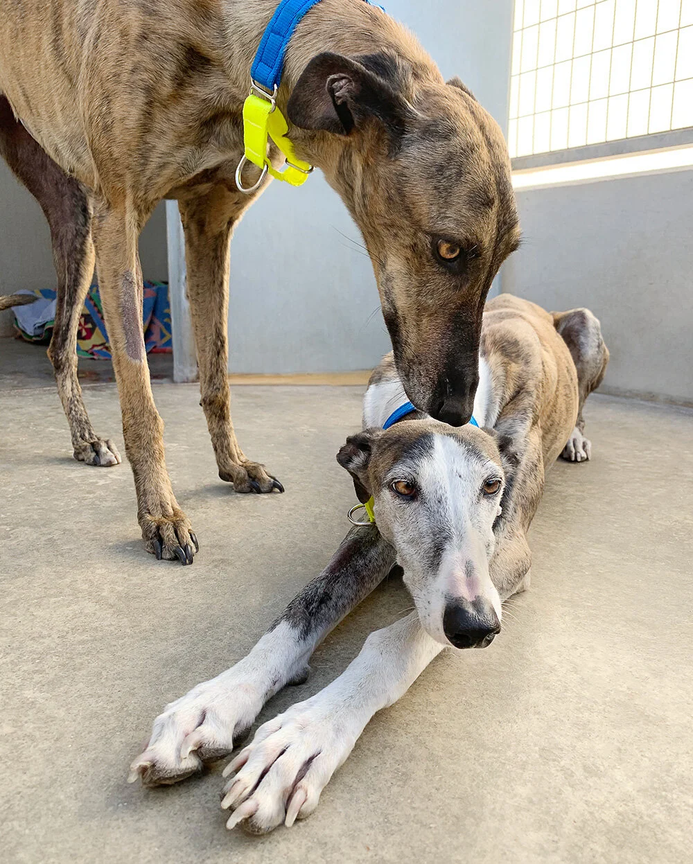 Cherry with roomie Piraña.