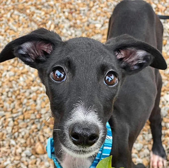 AVAILABLE PUPS &amp; TEENS