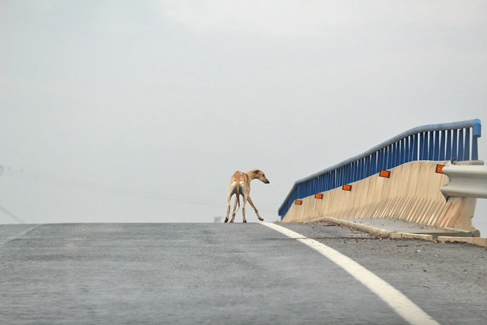dog on bridge_sm web.jpg