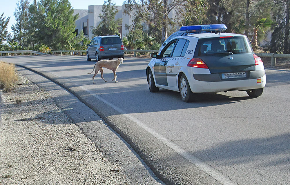 dog in road_4057-gigapixel-scale-2_00x.jpg