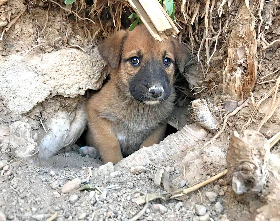 pup dirt rescue copy-gigapixel-scale-2_00x.jpg