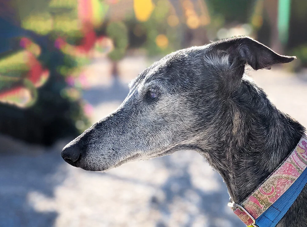 diana profile_sm.jpg