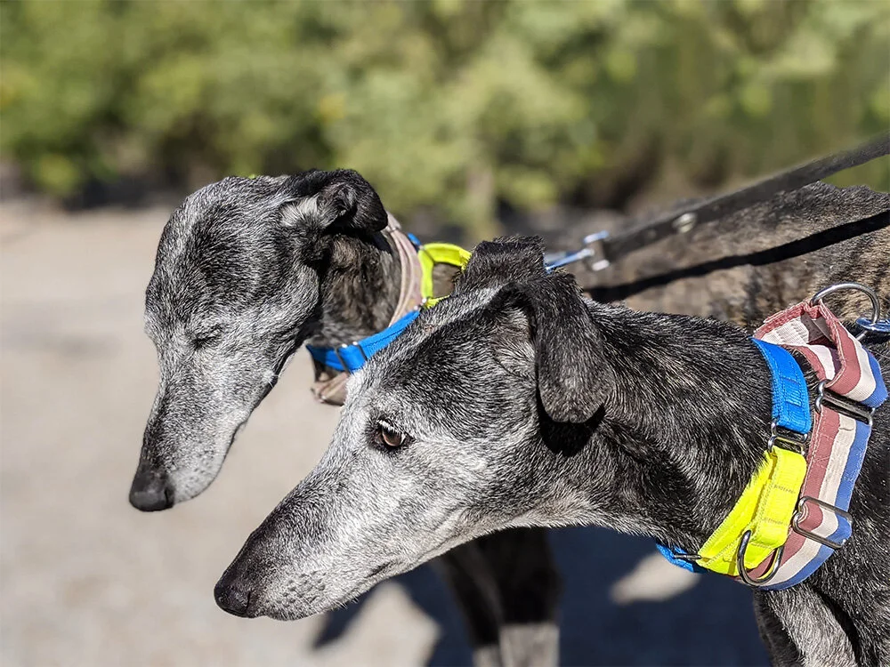 Diana and Celeste out for a walk at GDS.