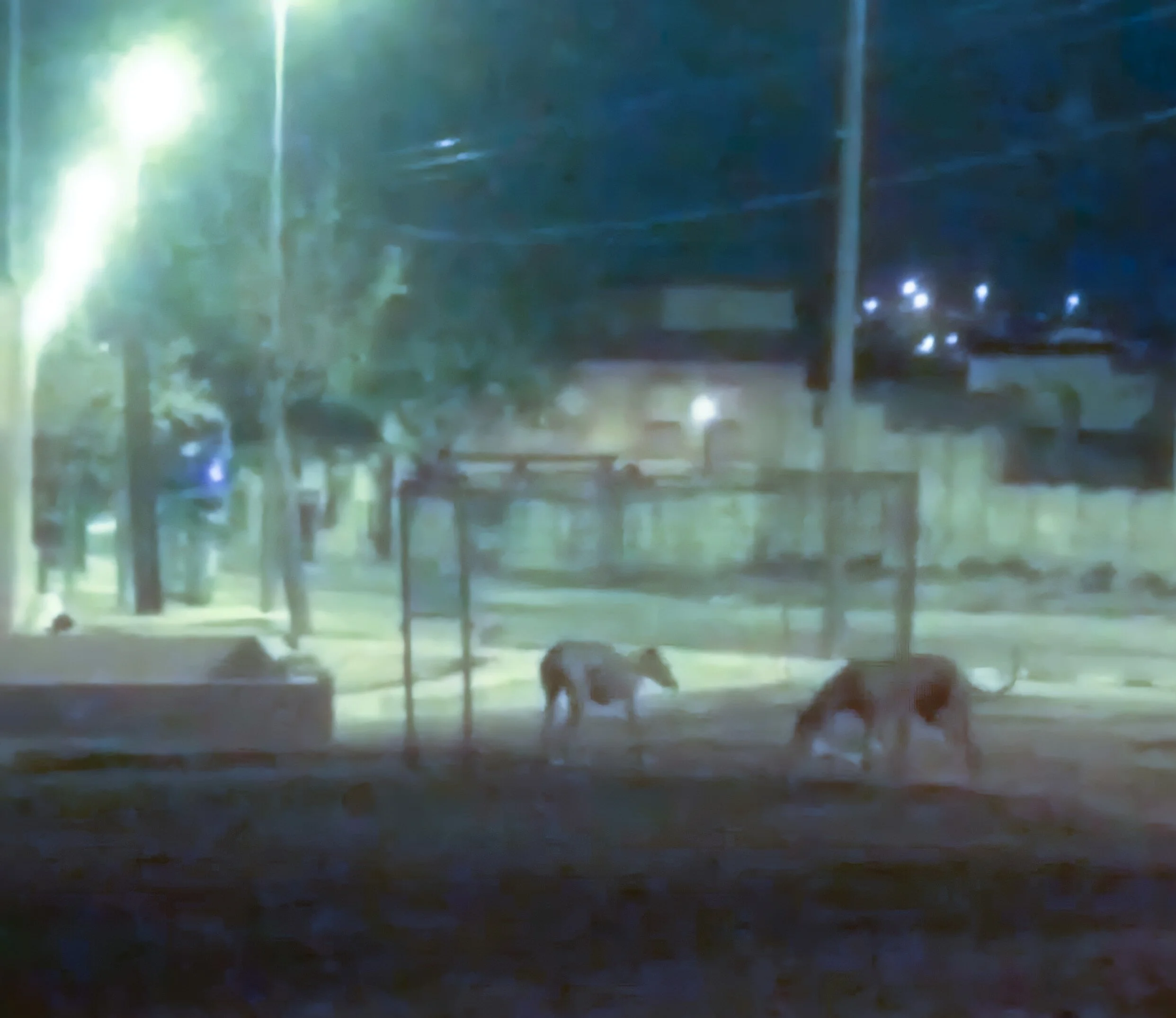 Clara and Triscuit evaluating the trap.