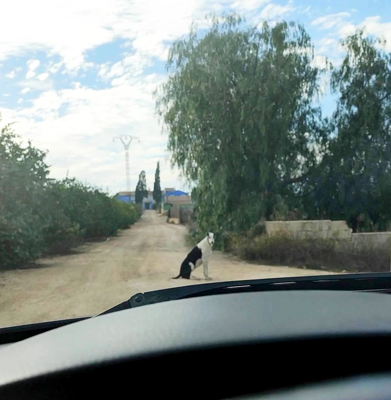 Watching her routine from the van.