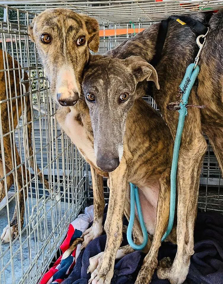 Zamorana and Sabina on their way to GDS.