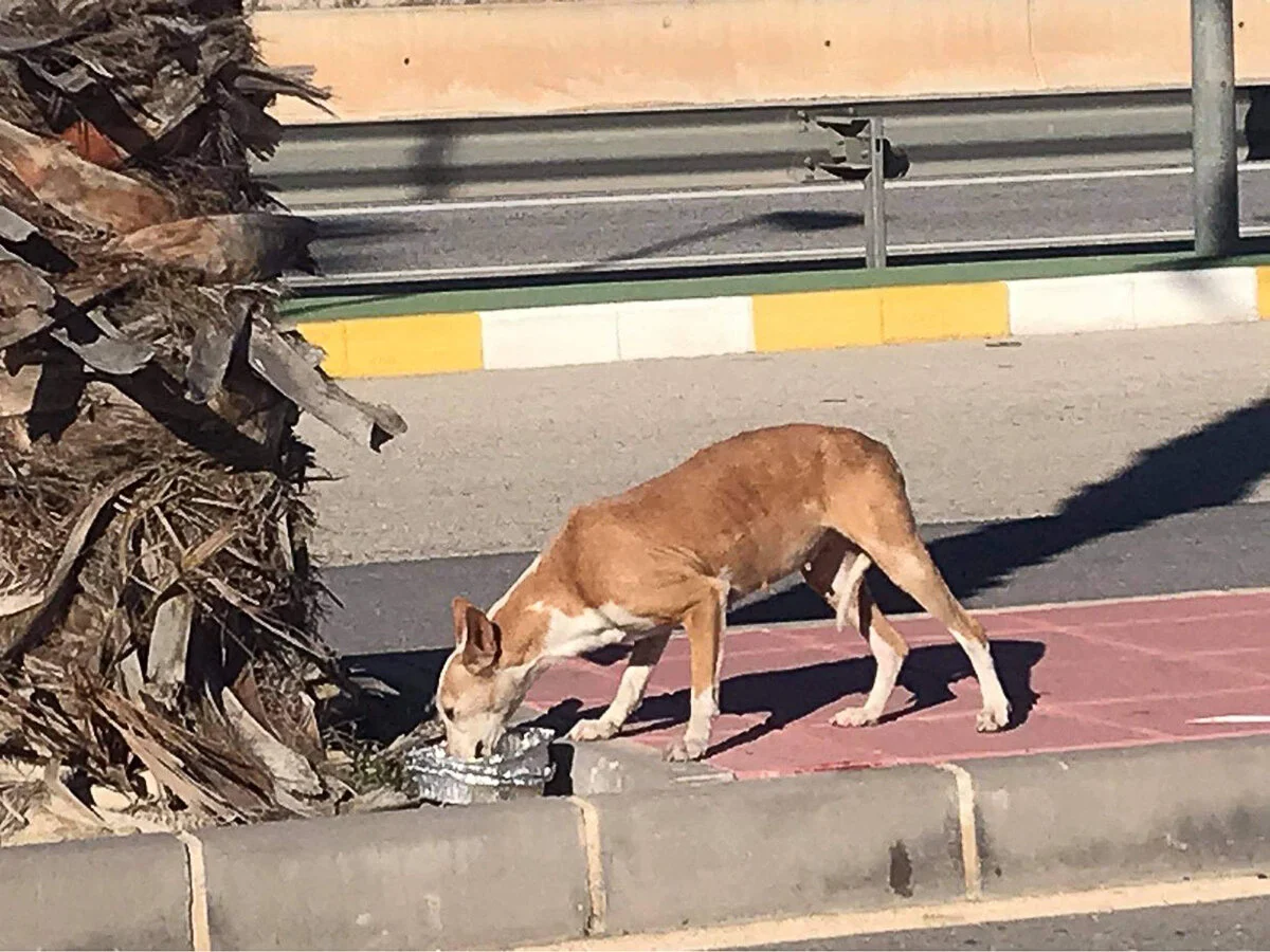 Following the food trail to the trap.