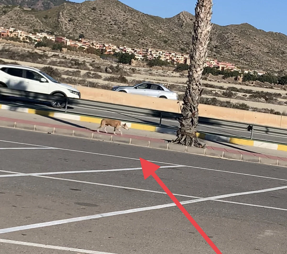 Lisa walking the median along a busy motorway.