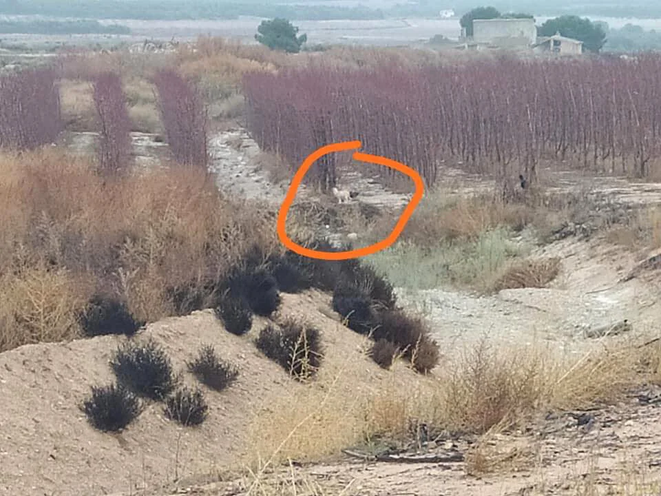 Pups spotted in the rough.