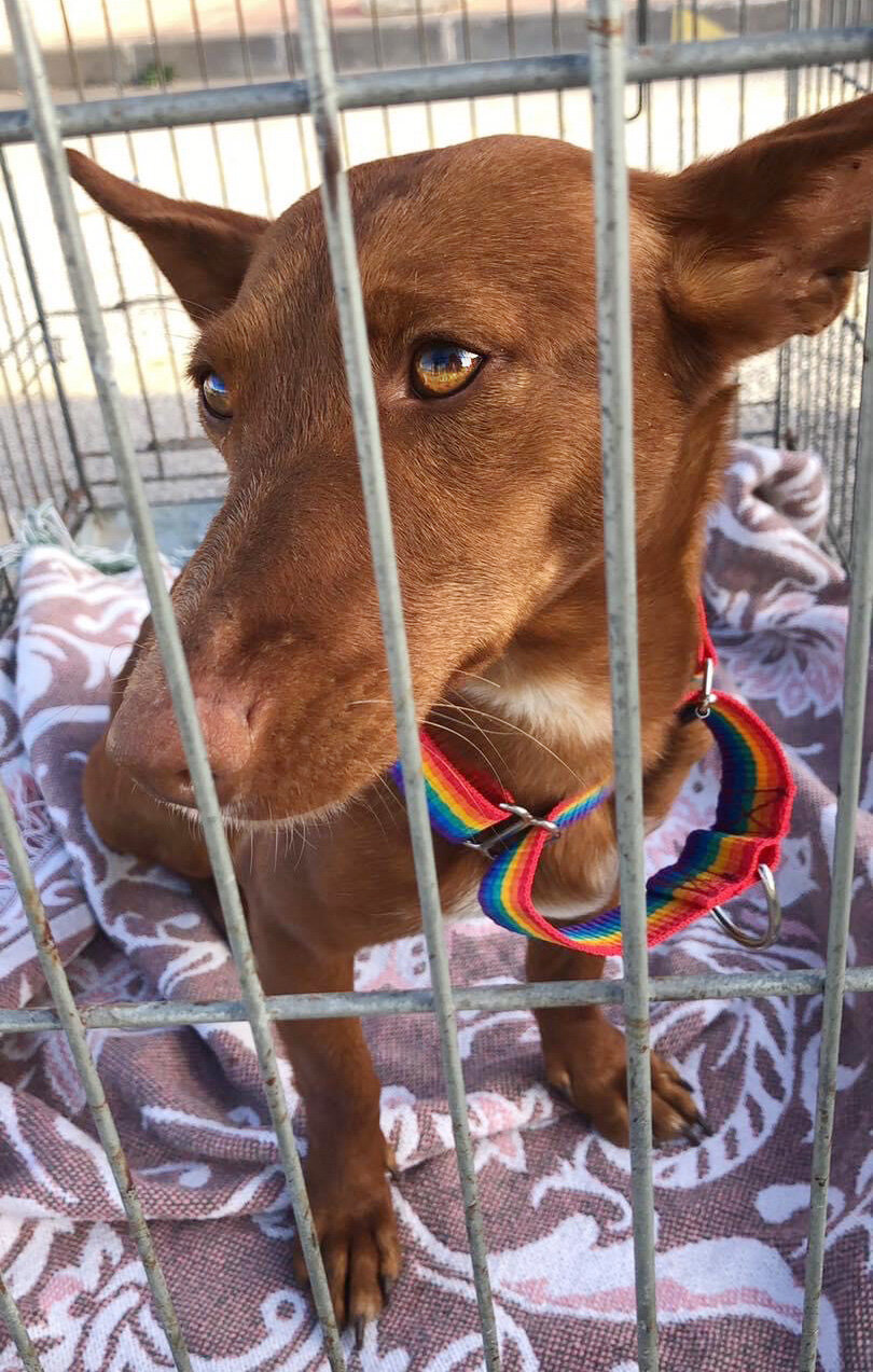 Rescued and on her way to GDS.