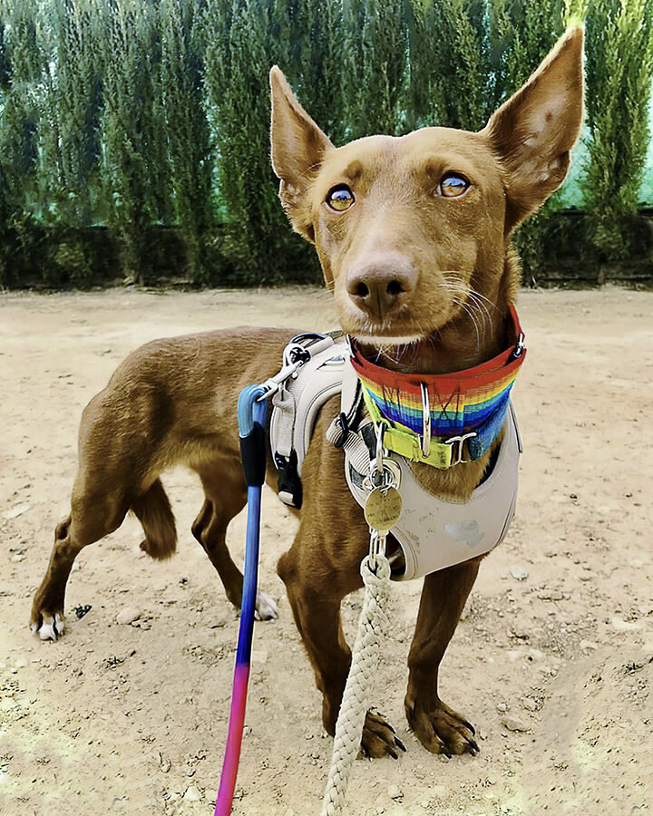 Pequeña stands proud as she comes out for her first walk without feeling so scared. It’s so sad to think what they go through and most Podencos and Galgos arrive frightened of people. For now we do our best to turn their lives around.
