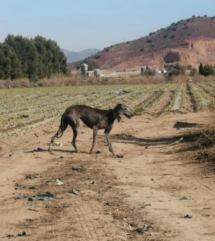 Living rough before being caught.