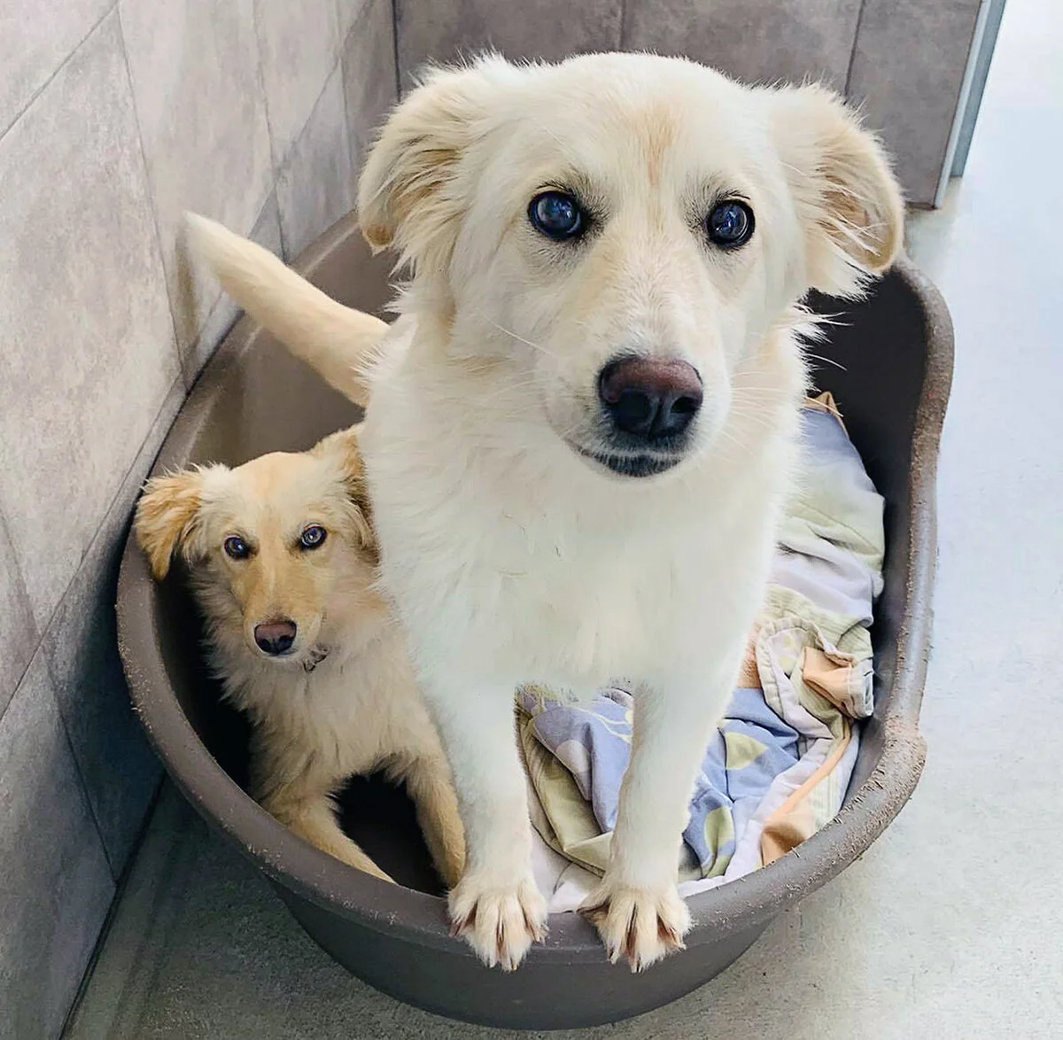 jelly and bean bed_1.jpg