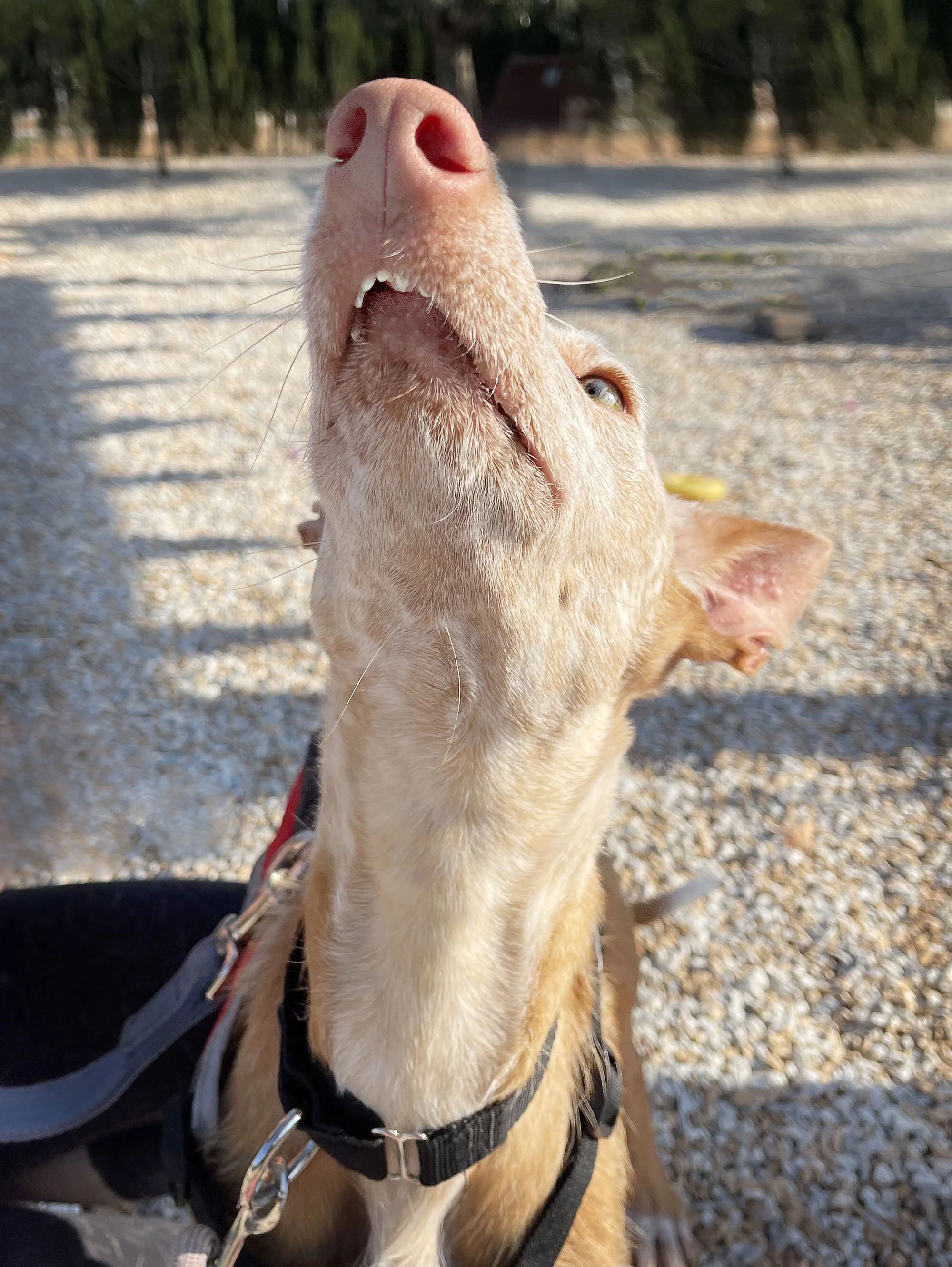 poppy overbite_1.jpg