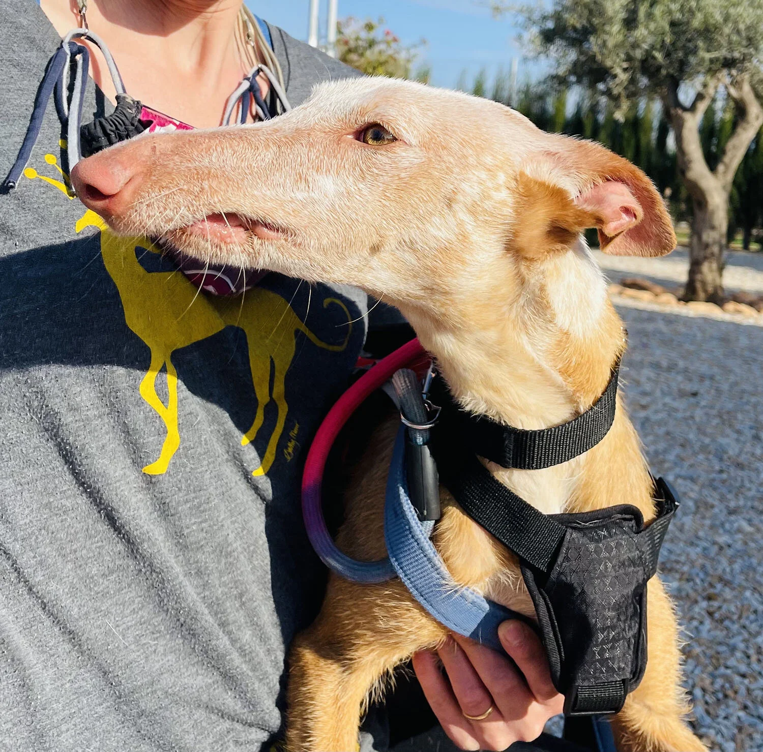 poppy overbite2.jpg