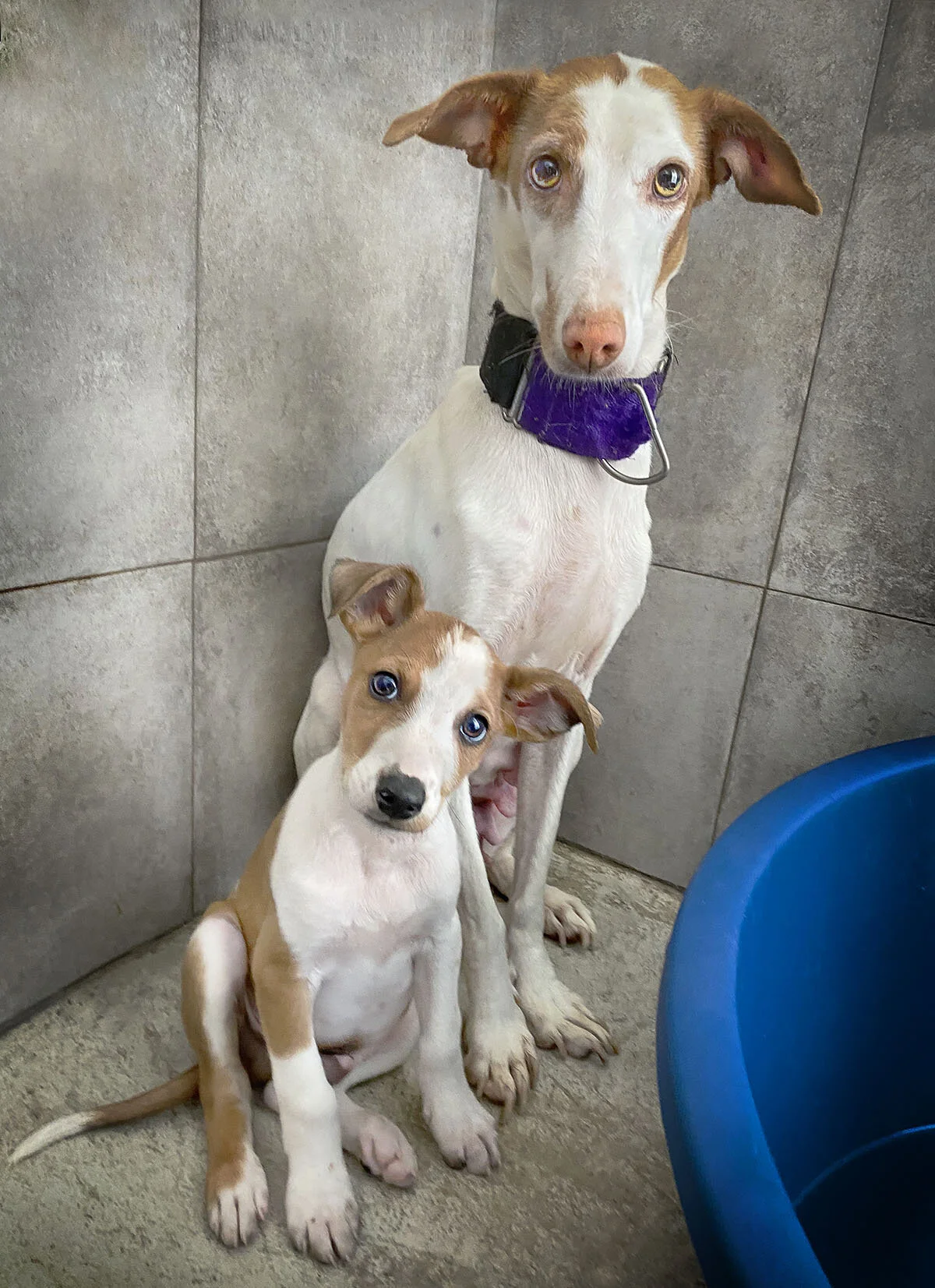 biscuit and hob_0355_re.jpg