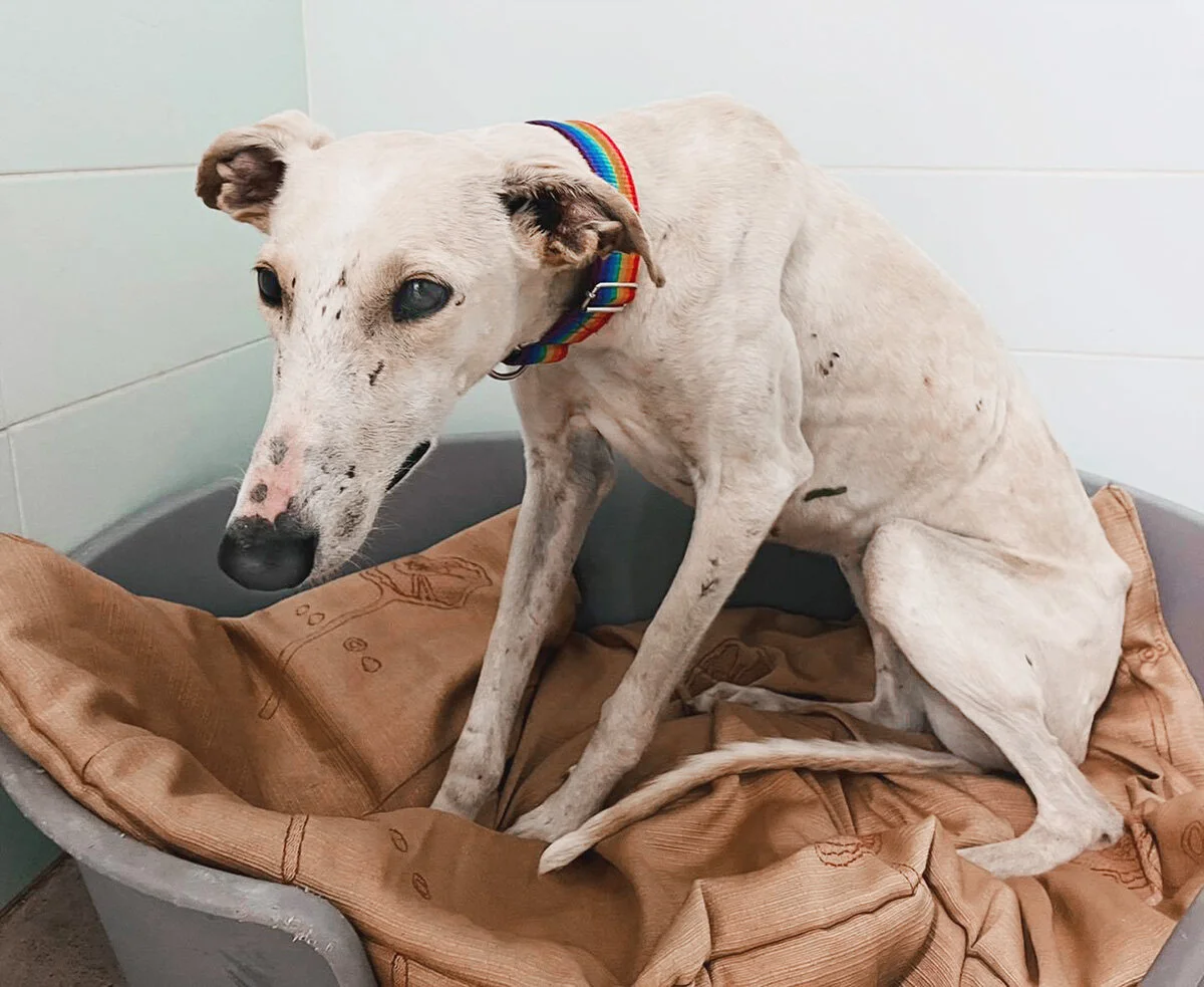 Newly arrived in GDS quarantine kennels.