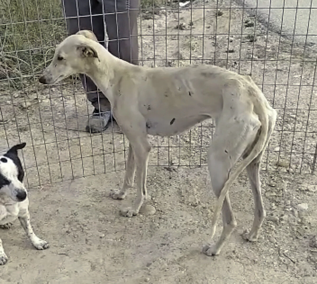 Sugar in trap with little pal.