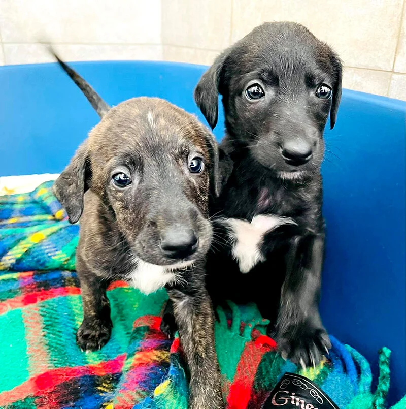 Kiki and Kazoo.