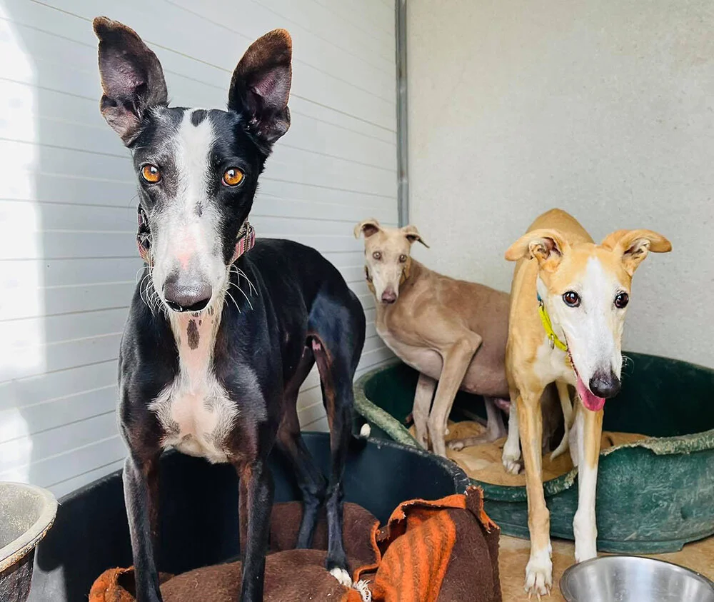 Daisy with roommates Cenzio and Custard.
