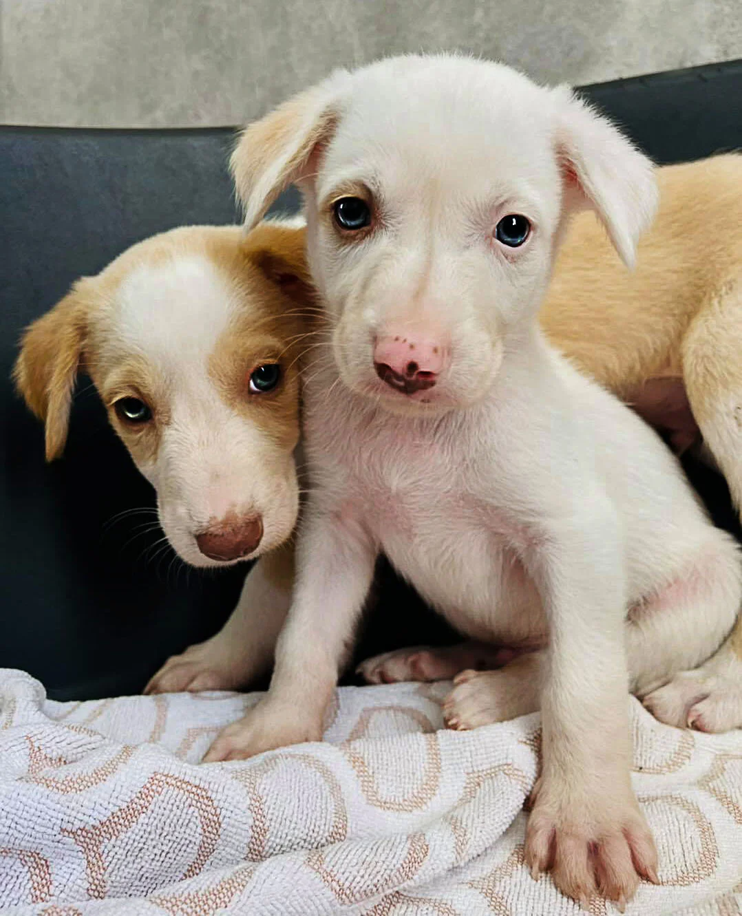 cortado misto 2.jpeg