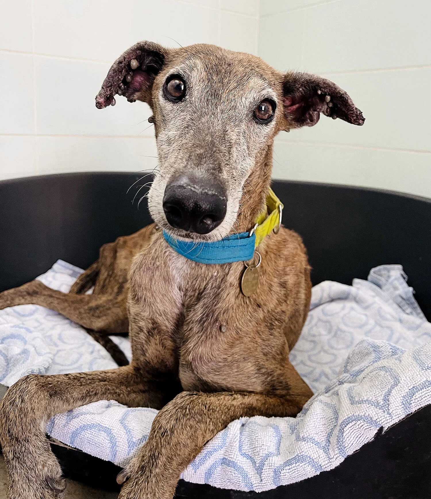 Poppy recovering in GDS quarantine. Those nasty ticks will soon be gone.