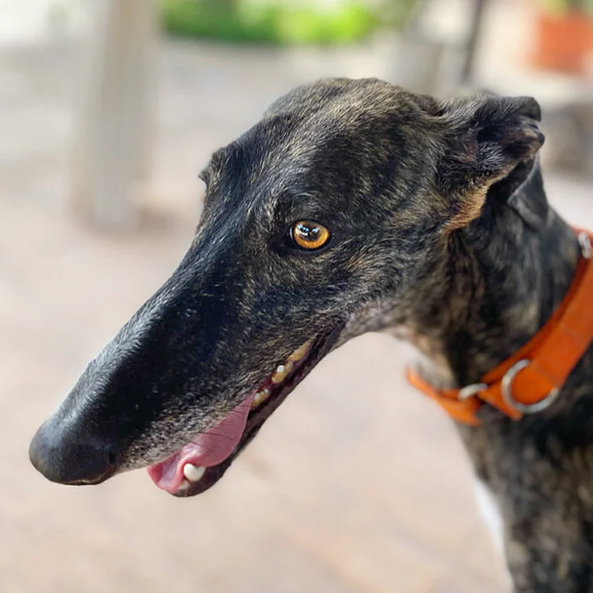 lola new profile.jpg